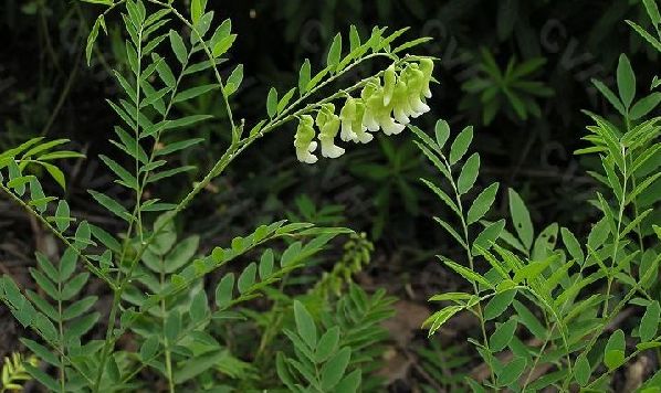 苦参花椒茶除脚气