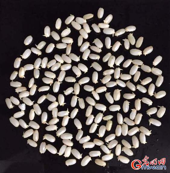 蔡云清教授解惑 发芽糙米和糙米的营养差别