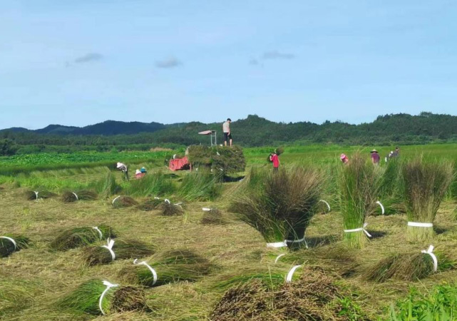 江西抚州：特色产业变“草”为宝 助力农民增收致富